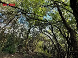 Prodej zahrady, Bílovice nad Svitavou, 589 m2