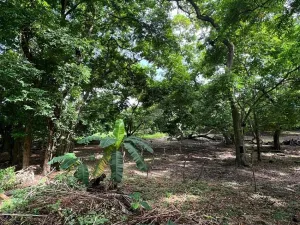 Prodej pozemku, Coxen Hole, Roatán, Honduras, 3265 m2