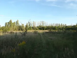 Prodej louky, Kosmonosy, 8401 m2