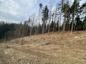 Prodej lesa, Zborov, 9290 m2