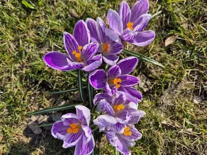 Pronájem bytu 1+kk, Praha - Žižkov, Žerotínova, 27 m2