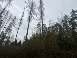 Prodej lesa, Blížejov - Lštění, 4624 m2