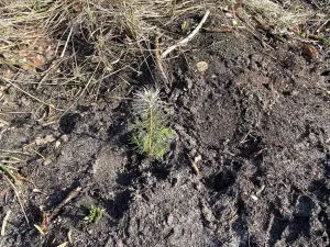 Prodej lesa, Veliny, 4968 m2