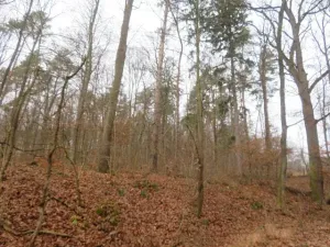 Dražba lesa, Zlín, 707167 m2