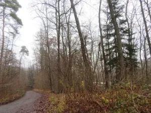 Dražba lesa, Zlín, 707167 m2