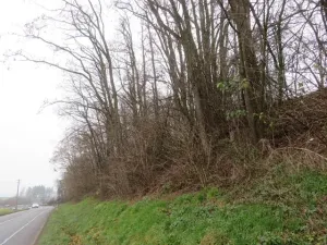 Dražba lesa, Zlín, 6641 m2