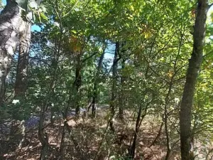 Prodej lesa, Nová Cerekev, 1967 m2