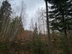 Prodej lesa, Kolinec - Buršice, 3423 m2