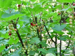 Prodej chaty, Dolní Zálezly, 37 m2