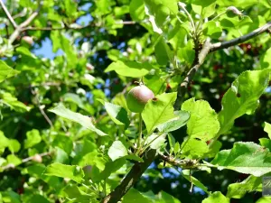 Prodej chaty, Dolní Zálezly, 37 m2