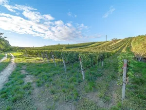 Prodej ostatní, Čejkovice