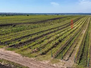 Prodej pole, Velké Bílovice, 3706 m2