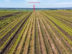 Prodej pole, Velké Bílovice, 3706 m2