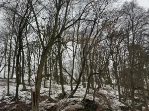 Prodej lesa, Vysoká, 5445 m2