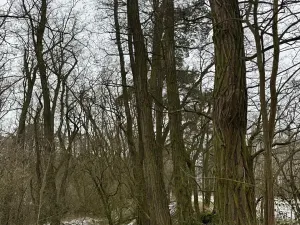 Prodej podílu lesa, Dolní Beřkovice, 1050 m2