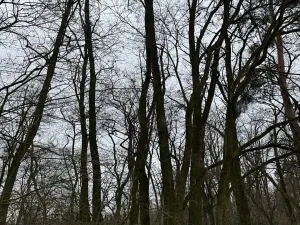 Prodej podílu lesa, Dolní Beřkovice, 1050 m2