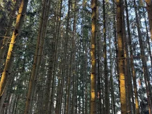 Prodej podílu lesa, Stará Paka, 4610 m2