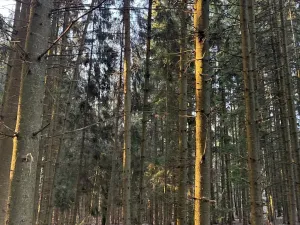 Prodej podílu lesa, Stará Paka, 4610 m2