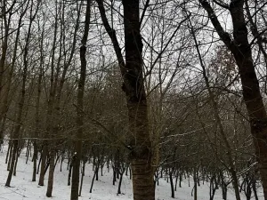 Prodej lesa, Chotiměř, 26763 m2