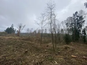 Prodej lesa, Blížejov - Lštění, 7793 m2