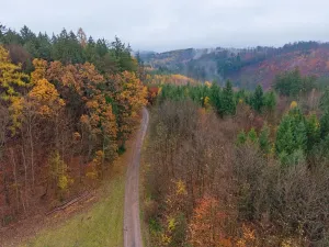 Prodej lesa, Lukavice, 90440 m2