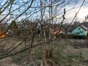 Prodej zahrady, Blažejov, 715 m2