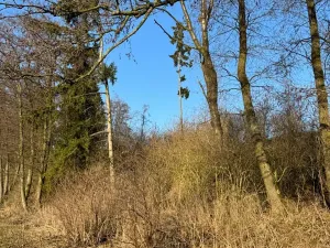 Prodej lesa, Nový Malín, 8466 m2