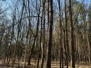 Prodej lesa, Týniště nad Orlicí, 6788 m2