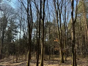 Prodej lesa, Týniště nad Orlicí, 6788 m2