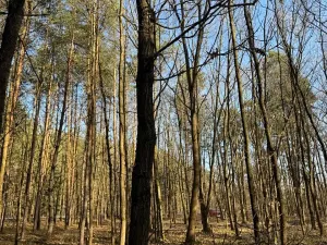 Prodej lesa, Týniště nad Orlicí, 6788 m2