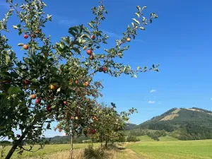 Prodej pole, Kozlovice, 100000 m2