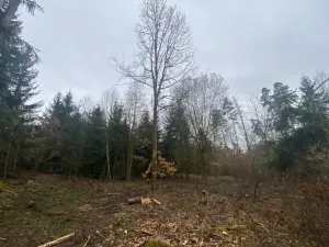 Prodej lesa, Blížejov - Lštění, 6627 m2