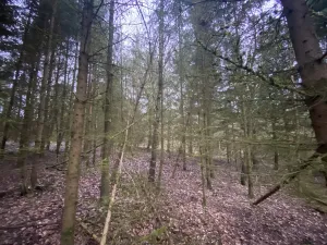 Prodej lesa, Blížejov - Lštění, 6627 m2