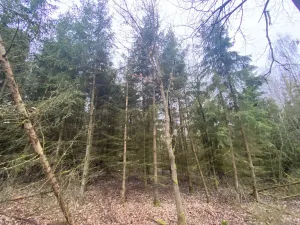 Prodej lesa, Blížejov - Lštění, 6627 m2