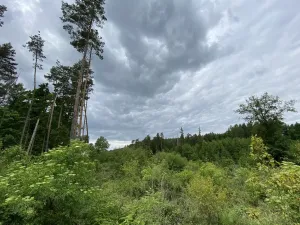 Prodej lesa, Blížejov - Lštění, 4481 m2