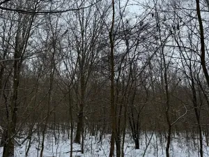 Prodej lesa, Kralupy nad Vltavou, 20392 m2