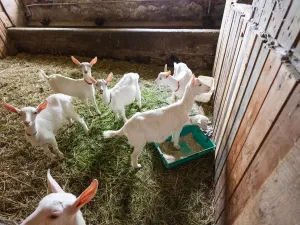 Prodej komerční, Potštejn - Brná, 23296 m2