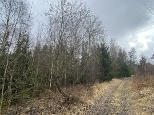 Prodej lesa, Kolinec - Buršice, 5195 m2