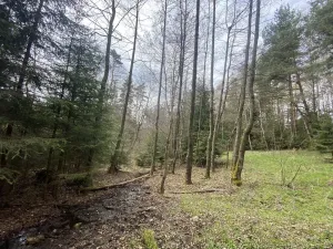 Prodej pozemku, Volfířov - Brandlín, 5958 m2