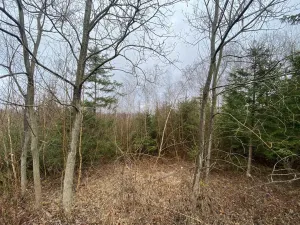 Prodej lesa, Kolinec - Buršice, 5195 m2