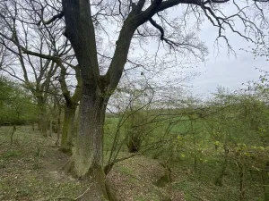 Prodej pozemku, Štětí - Brocno, 1107 m2