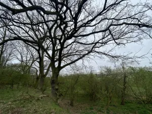 Prodej pozemku, Štětí - Brocno, 1107 m2