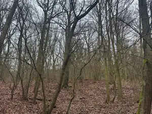 Prodej lesa, Ústí nad Labem, 41840 m2