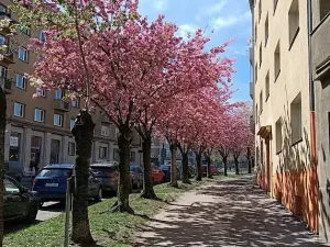 Pronájem bytu 2+kk, Praha - Dejvice, Koulova, 47 m2