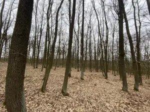 Prodej lesa, Silůvky, 2829 m2
