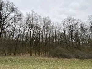 Prodej lesa, Silůvky, 174 m2