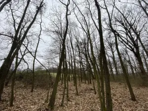 Prodej lesa, Silůvky, 174 m2