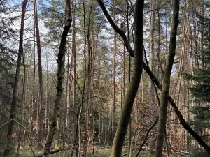 Prodej lesa, Český Dub, 17551 m2