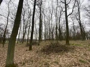 Prodej lesa, Silůvky, 3896 m2