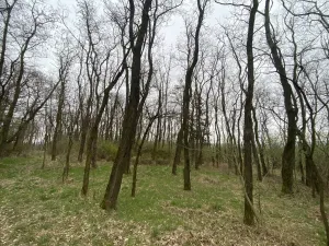 Prodej lesa, Silůvky, 3896 m2